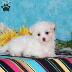 Flamingo, Maltipoo Puppy